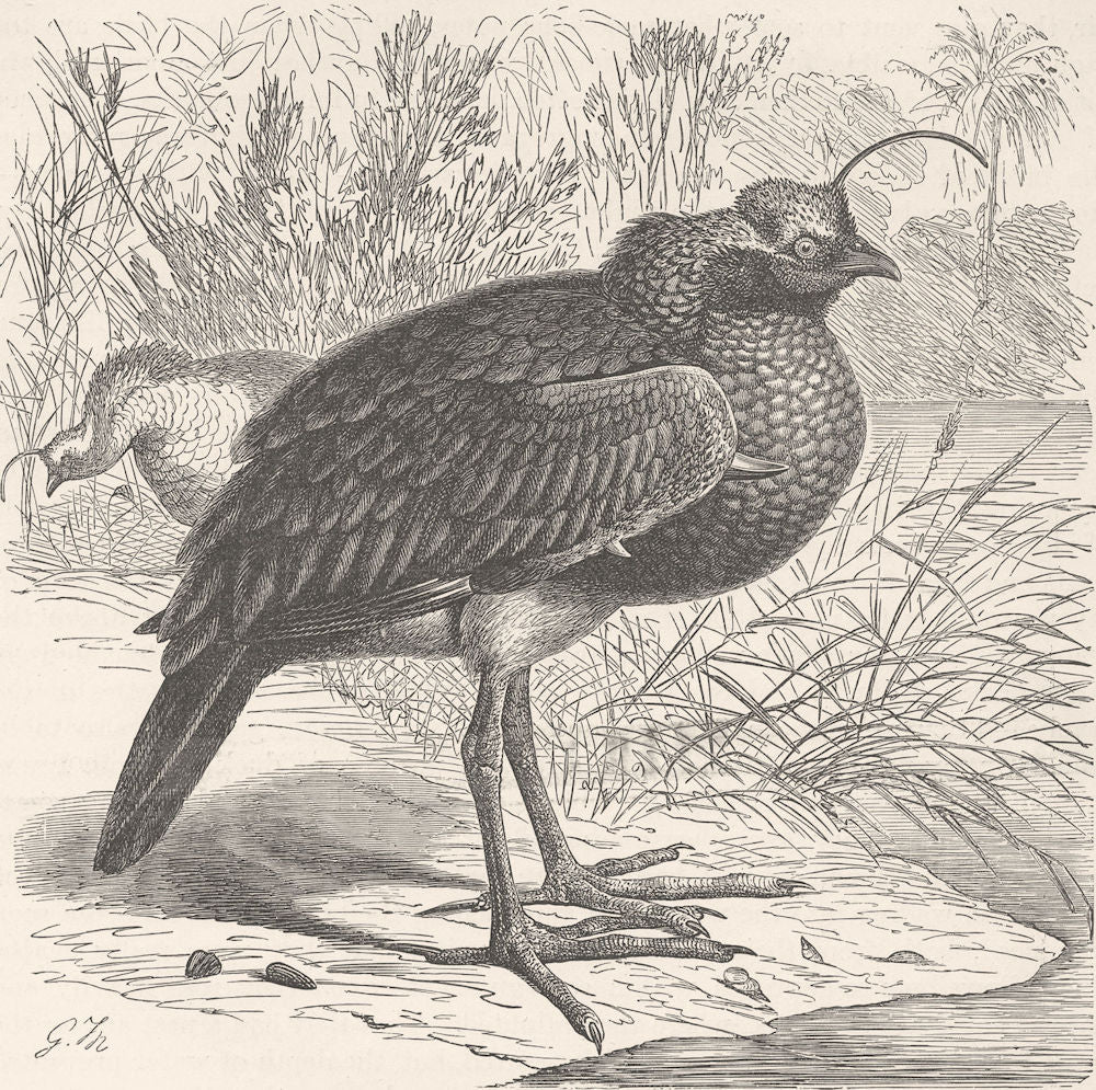 BIRDS. Horned screamer 1895 old antique vintage print picture